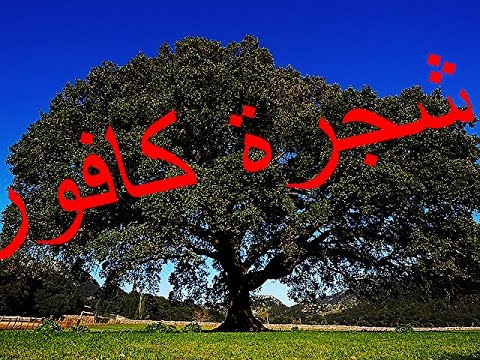 ما هو الكافور - مواصافات الكافور 5313 1