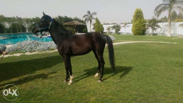 حصان عربي - اجمل خيل عربى اصيل 4458 8