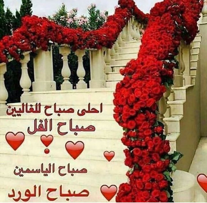 صباح الفل - صور روعة للصباح 2623 8