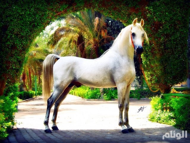 حصان عربي - اجمل خيل عربى اصيل 4458 2