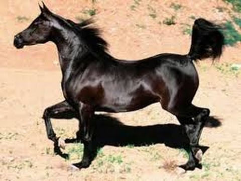 حصان عربي - اجمل خيل عربى اصيل 4458 12