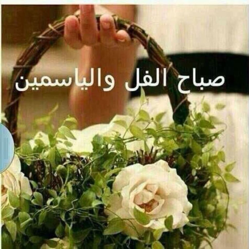 صباح الفل - صور روعة للصباح 2623 6