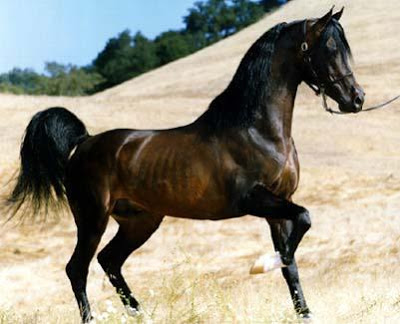 حصان عربي - اجمل خيل عربى اصيل 4458 1