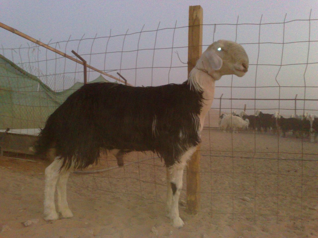 معنى فحل , التفسير المنطقى لمصطلح دارج عند العرب وهو الفحل