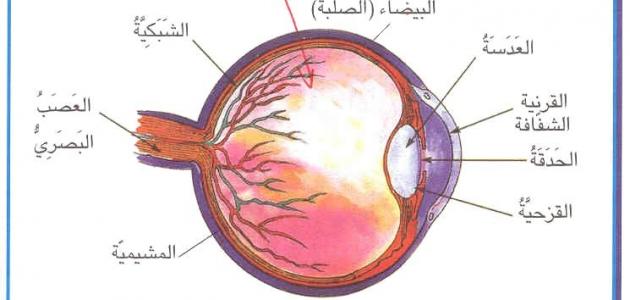 مكونات العين - اهم مكونات العين 129 2