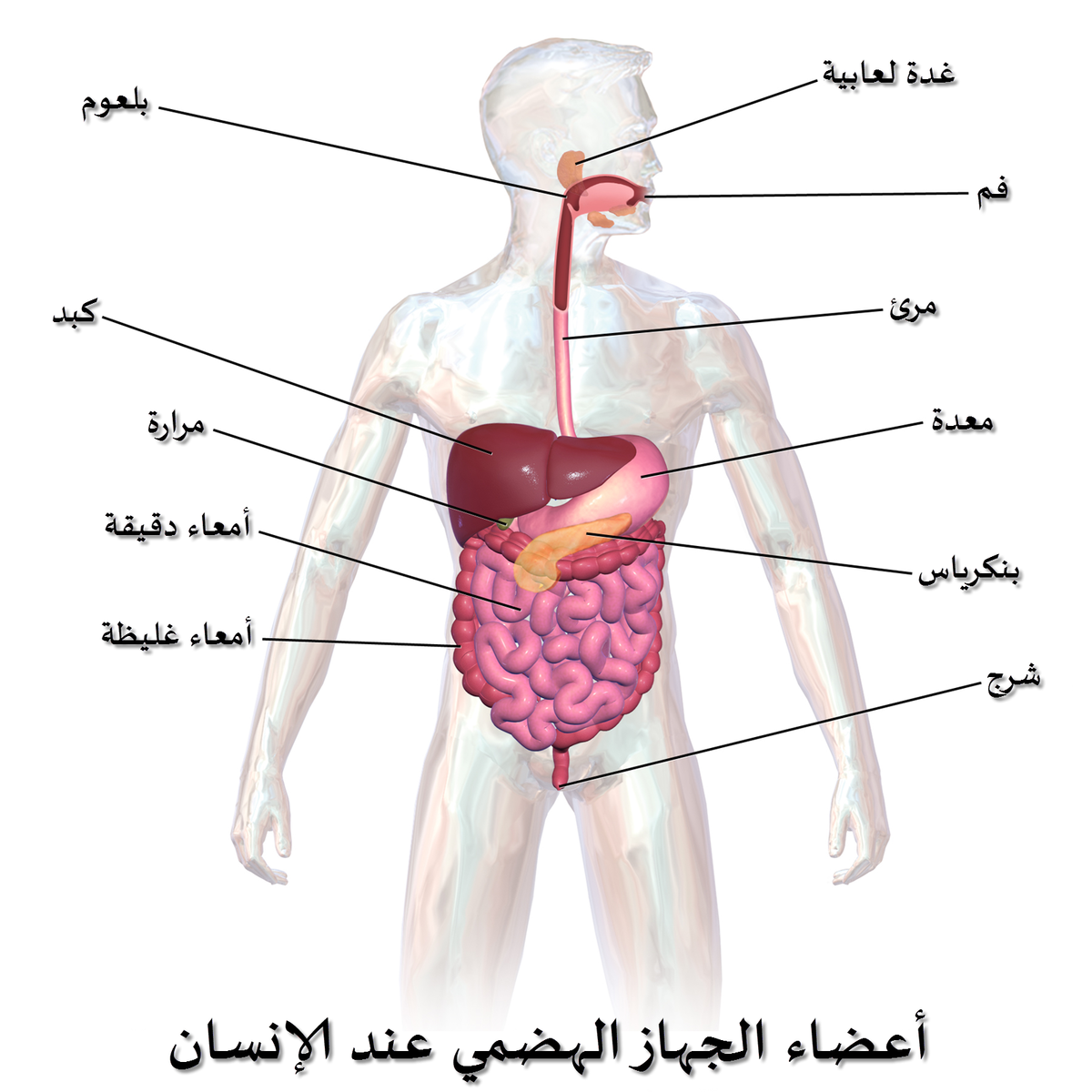 جسم الانسان بالصور , اعضاء الجسم للانسان