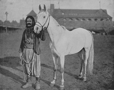 حصان عربي - اجمل خيل عربى اصيل 4458 9