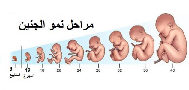 مراحل تكوين الجنين بالصور من اول يوم - مراحل تطوير الجنين 3172 3