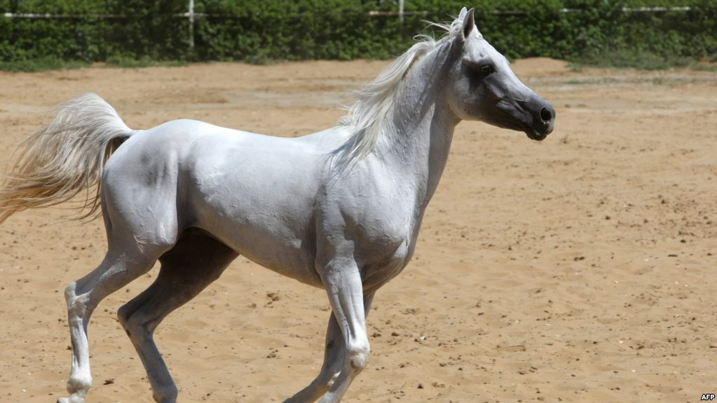 حصان عربي - اجمل خيل عربى اصيل 4458 13