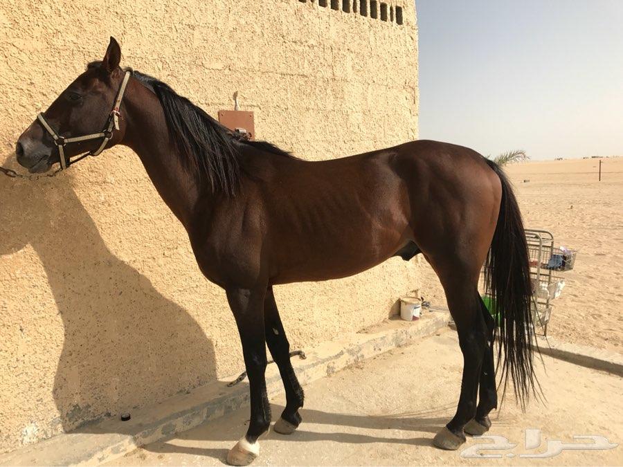 حصان عربي - اجمل خيل عربى اصيل 4458 6