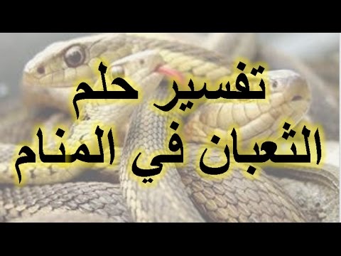 الافعى السوداء في المنام - تفسير رؤية الافعى فى المنام 5432 3