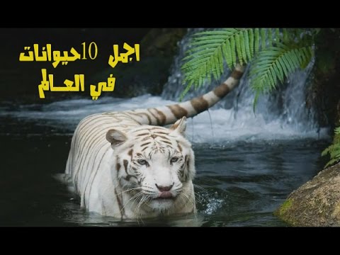 اجمل حيوان في العالم , صور لاجمل الحيوانات