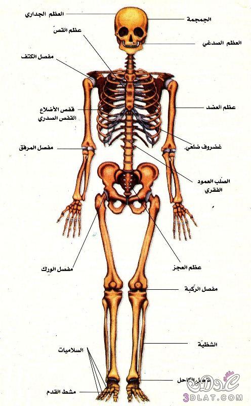 صور جسم الانسان , صور توضحيه لاعضاء جسم الانسان