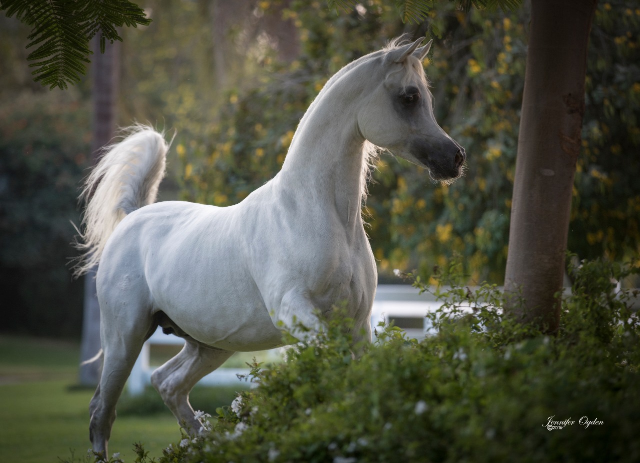 حصان عربي - اجمل خيل عربى اصيل 4458 10