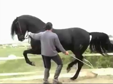 حصان عربي - اجمل خيل عربى اصيل 4458 5