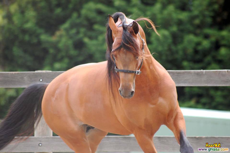 حصان عربي - اجمل خيل عربى اصيل 4458 7