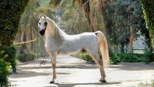 حصان عربي - اجمل خيل عربى اصيل 4458 11