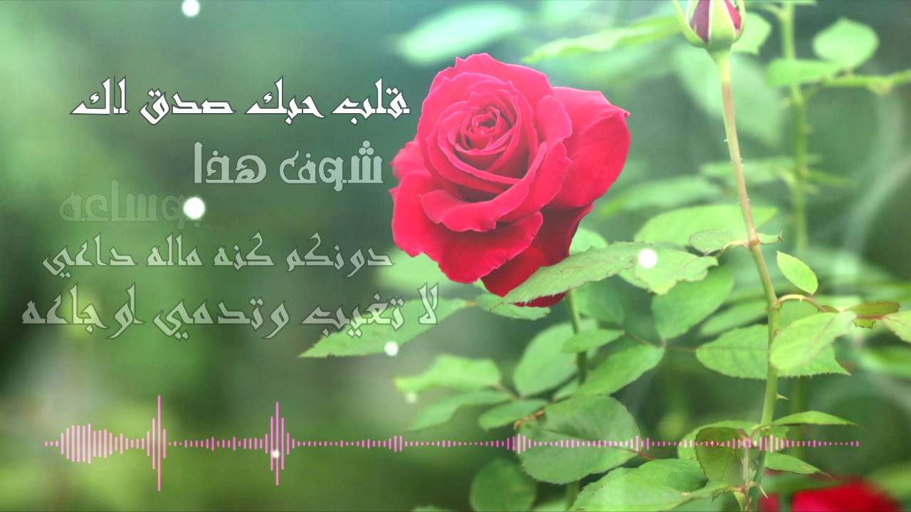 شعر عن الورد - عبارات رومانسية عن الورد 2671 13