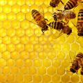 5390 2 تربية النحل - كيف اعتني بتربيه النحل طروب صارم