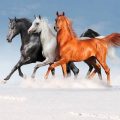 1803 11 صور خيل - صور رائعة وجميلة للخيول يافعة رزق