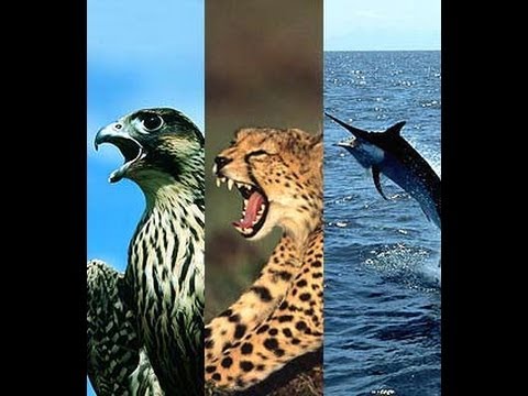 1857 8 اسرع حيوان في العالم - مجموعة صور لاسرع الحيوانات حول العالم تودد الهامي
