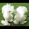 992 11 اجمل الطيور في العالم - طيور جميلة حول العالم الحان محظوظة