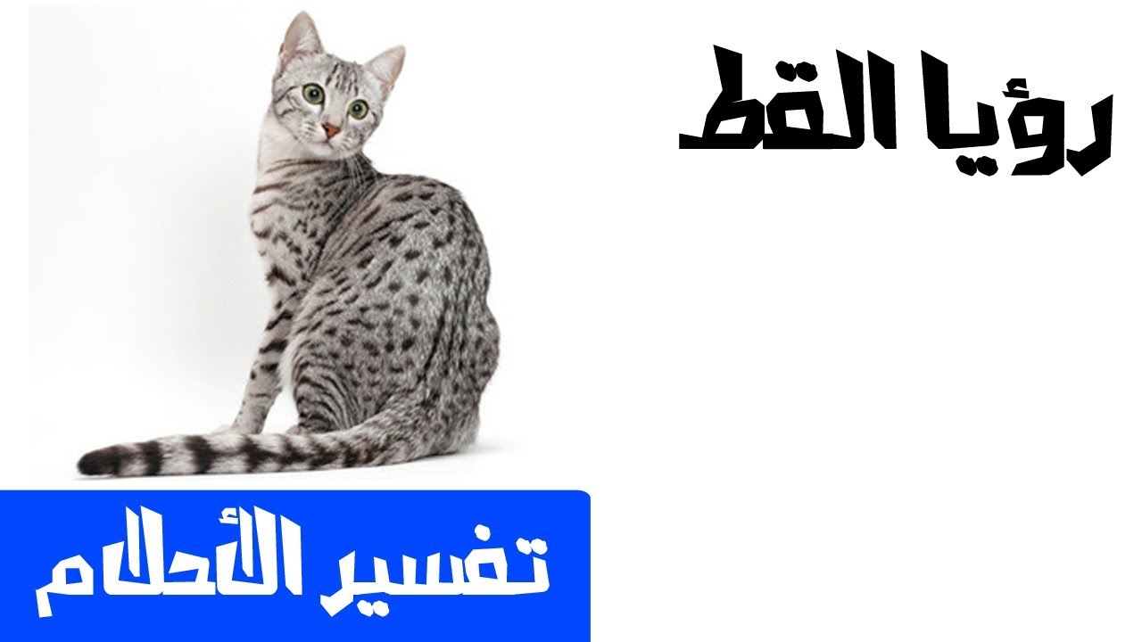 11932 القط في الحلم ماذا يعني - تفسير رؤيا القطط بالمنام للمتزوجه والعزباء امال نوراني