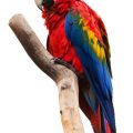 2969 12-Jpeg صور طيور - صور فائقة الجمال للطيور الحان محظوظة
