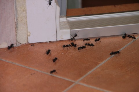 3206 1 ازاي تحافظي علي بيتك من الحشرات - طرق الحفاظ على المنزل من الحشرات كوكب رسيل