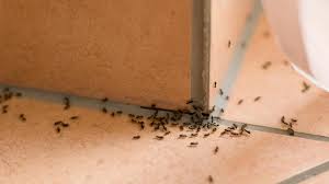 3206 2 ازاي تحافظي علي بيتك من الحشرات - طرق الحفاظ على المنزل من الحشرات كوكب رسيل