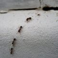 3206 3 ازاي تحافظي علي بيتك من الحشرات - طرق الحفاظ على المنزل من الحشرات طروب صارم