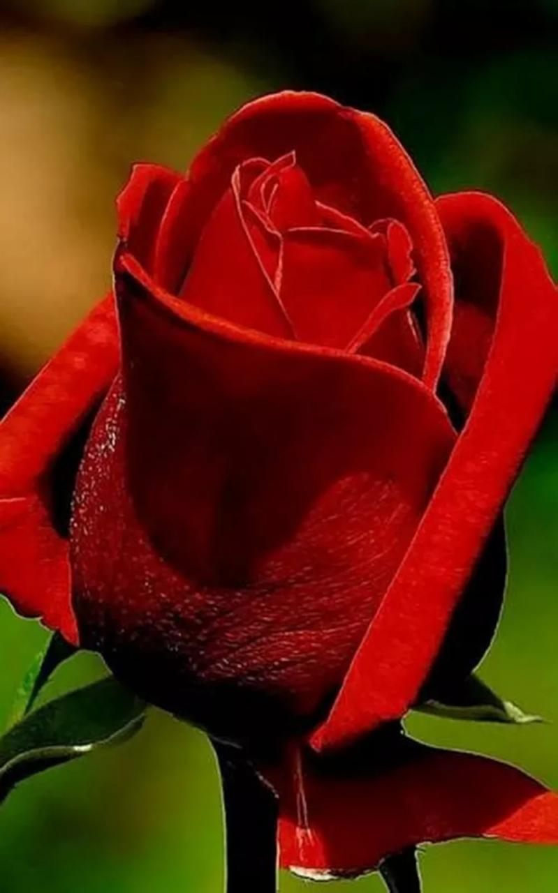 اجمل وردة في العالم اشكال مميزة وجميلة من الورد كيوت