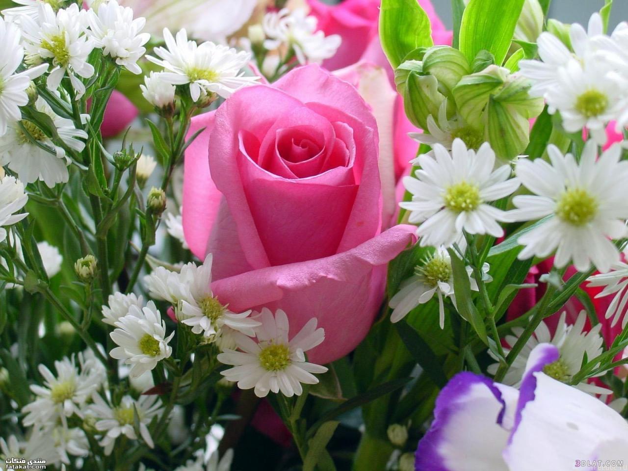 اجمل وردة في العالم اشكال مميزة وجميلة من الورد كيوت