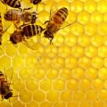 10960 1 معلومات عن النحل وفوائده كوكب رسيل