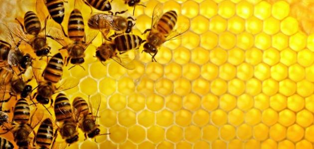 10960 معلومات عن النحل وفوائده طروب صارم